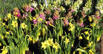Spring flowers by bkgreenmarkets on Instagram