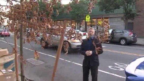 Greg Mocker reporting on dying 5th Ave trees, via WPIX