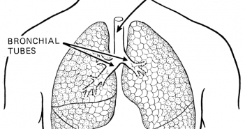 Lung, via Public Domain/Wikimedia