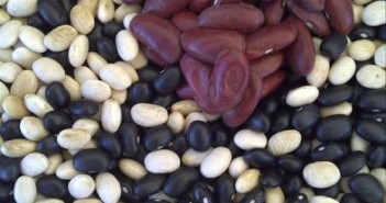 Beans by Cayuga Pure Organics