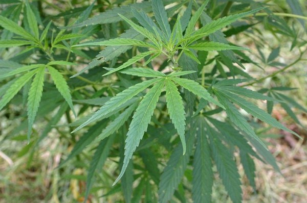 Cannabis sativa, via wiki