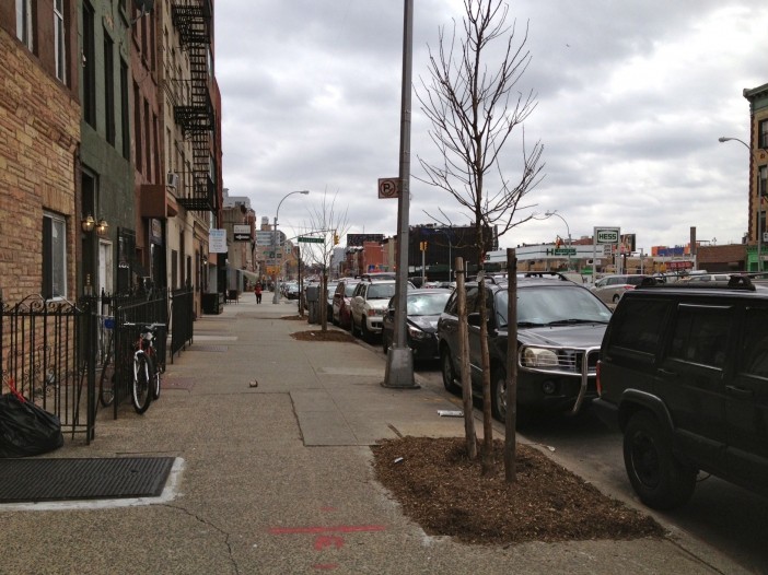 New Street Trees on 4th Avenue