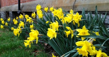 First Spring Daffodils
