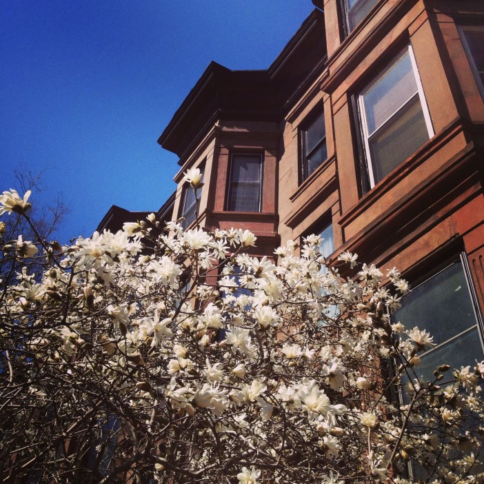 Magnolia tree blooming on Garfield Place
