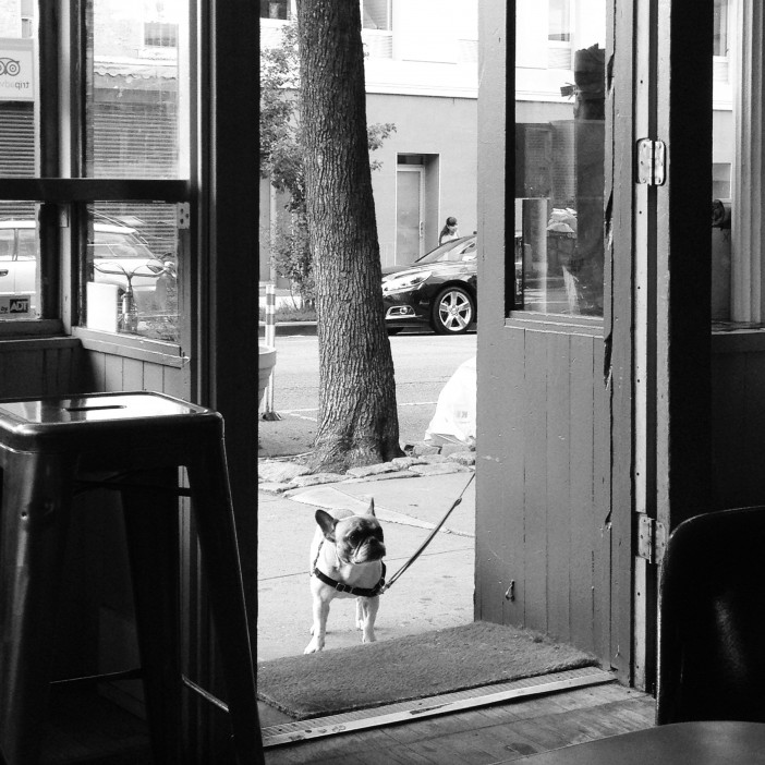 Dog outside Gorilla Coffee on 5th
