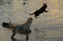 Dogs in Prospect Park by Steve McGill